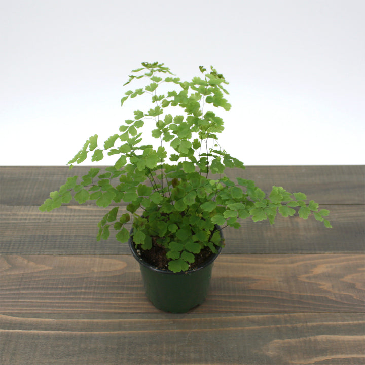 Adiantum raddianum Maidenhair Fern, 4 Inch Houseplant