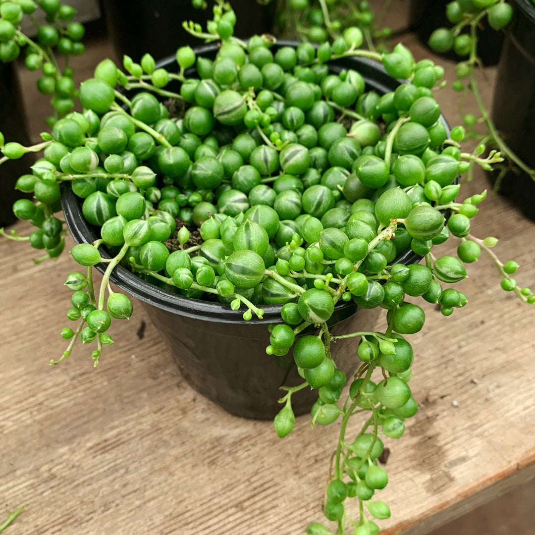 Senecio rowleyanus String of Pearls, 4 Inch Houseplant
