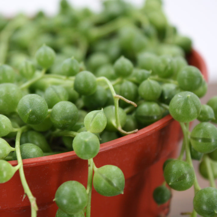 Senecio rowleyanus String of Pearls, 4 Inch Houseplant