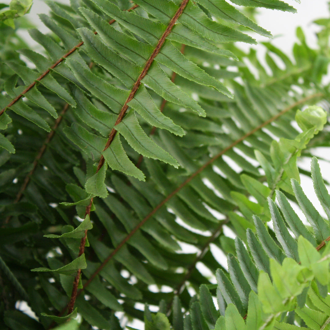 Nephrolepis obliterata Kimberly Queen Fern, 6 Inch Houseplant
