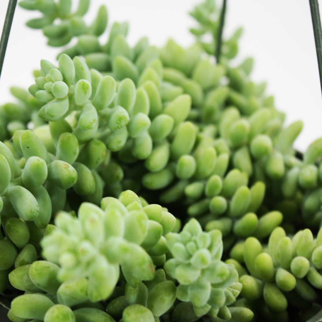 Sedum morganianum Donkey's Tail, 6 Inch Houseplant