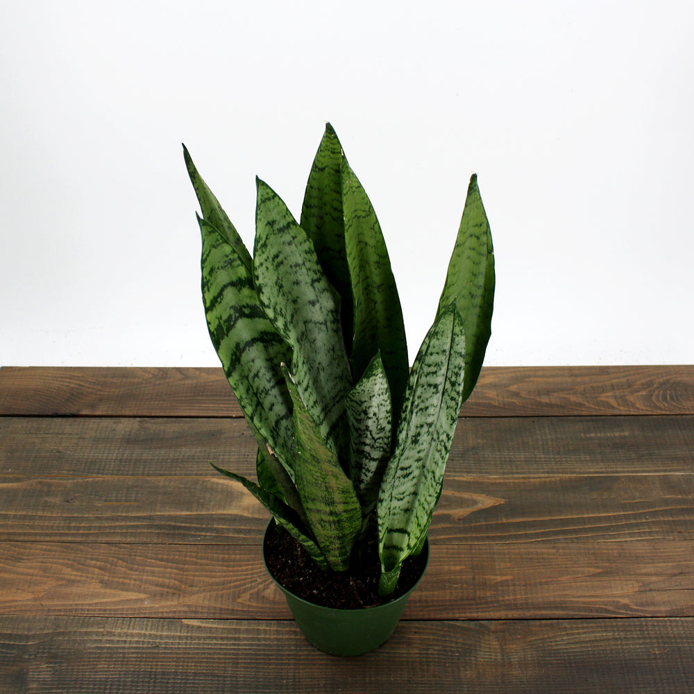 Dracaena trifasciata 'Zeylanica' Sansevieria, 6 Inch Houseplant