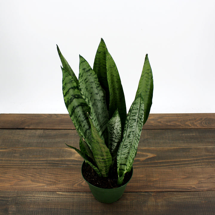 Dracaena trifasciata 'Zeylanica' Sansevieria, 6 Inch Houseplant