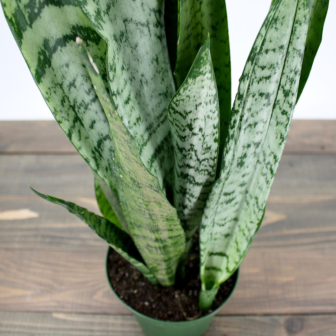 Dracaena trifasciata 'Zeylanica' Sansevieria, 6 Inch Houseplant