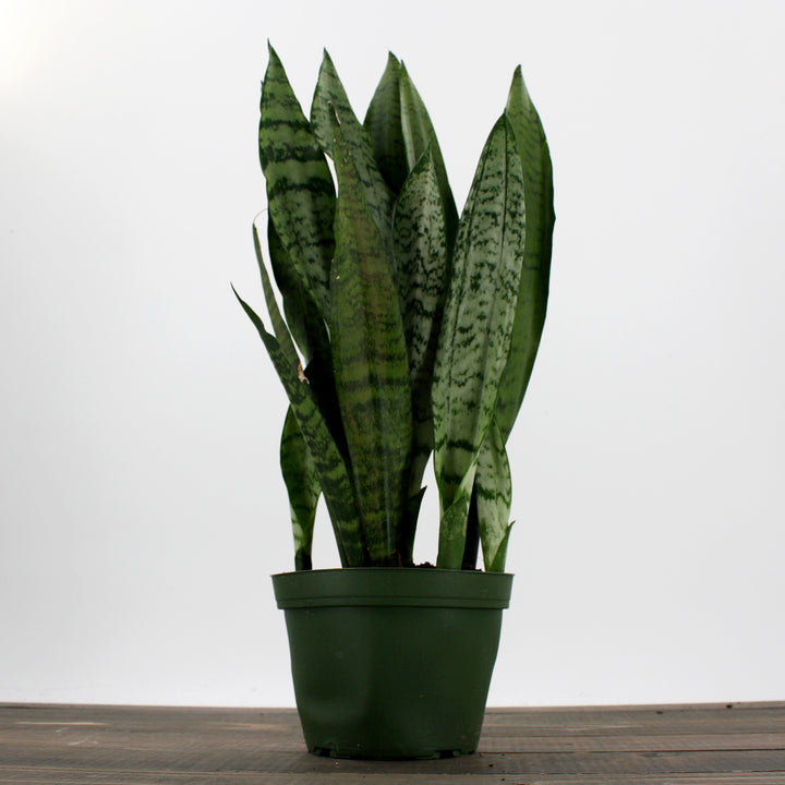 Dracaena trifasciata 'Zeylanica' Sansevieria, 6 Inch Houseplant