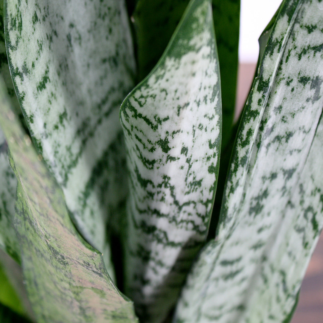 Dracaena trifasciata 'Zeylanica' Sansevieria, 6 Inch Houseplant