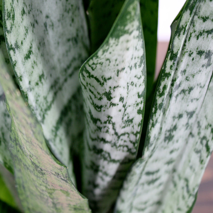 Dracaena trifasciata 'Zeylanica' Sansevieria, 6 Inch Houseplant