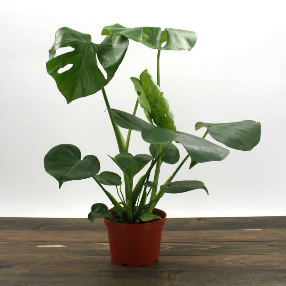 houseplants leaf philodendron Monstera 'Split-Leaf' 6" Pot / Nursery Pot