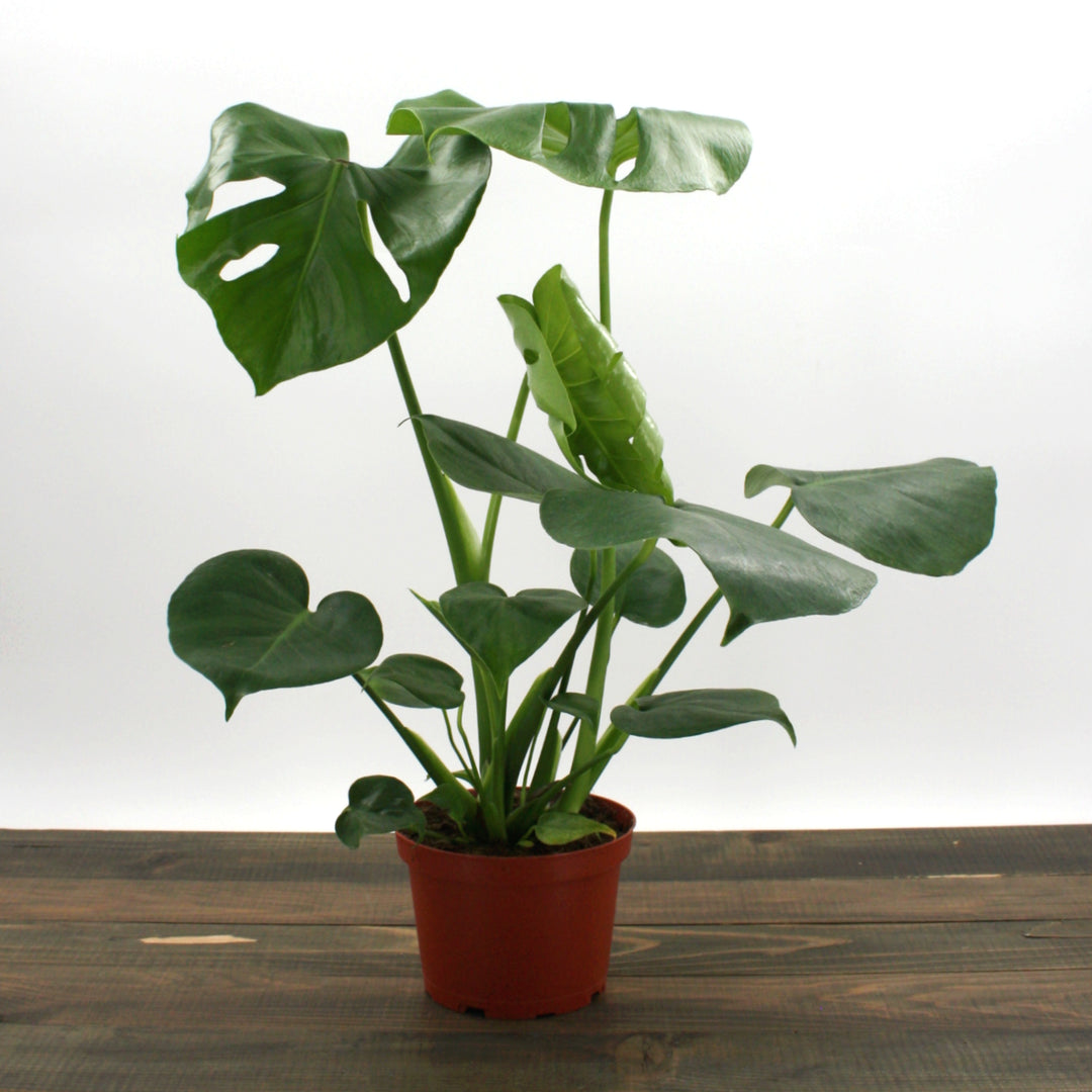 Monstera deliciosa Split Leaf Philodendron, 6 Inch Houseplant