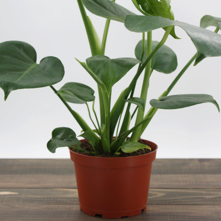 Monstera deliciosa Split Leaf Philodendron, 6 Inch Houseplant