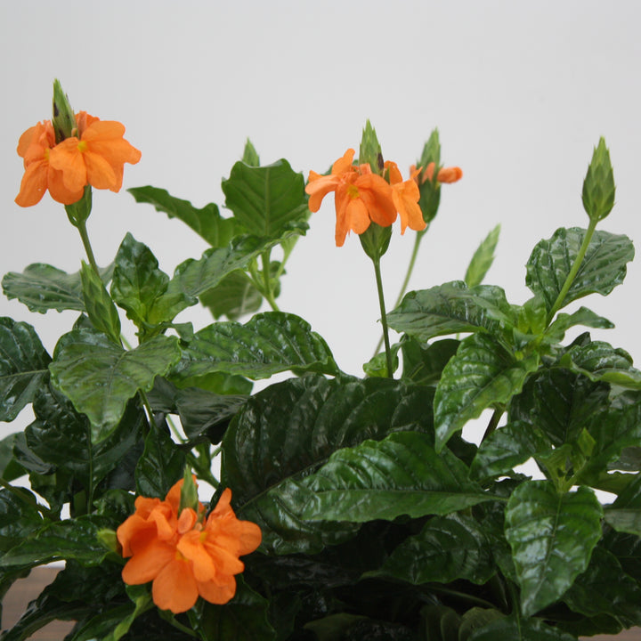 Crossandra infundibuliformis 'Sundance' Firecracker Flower, 4 Inch Houseplant