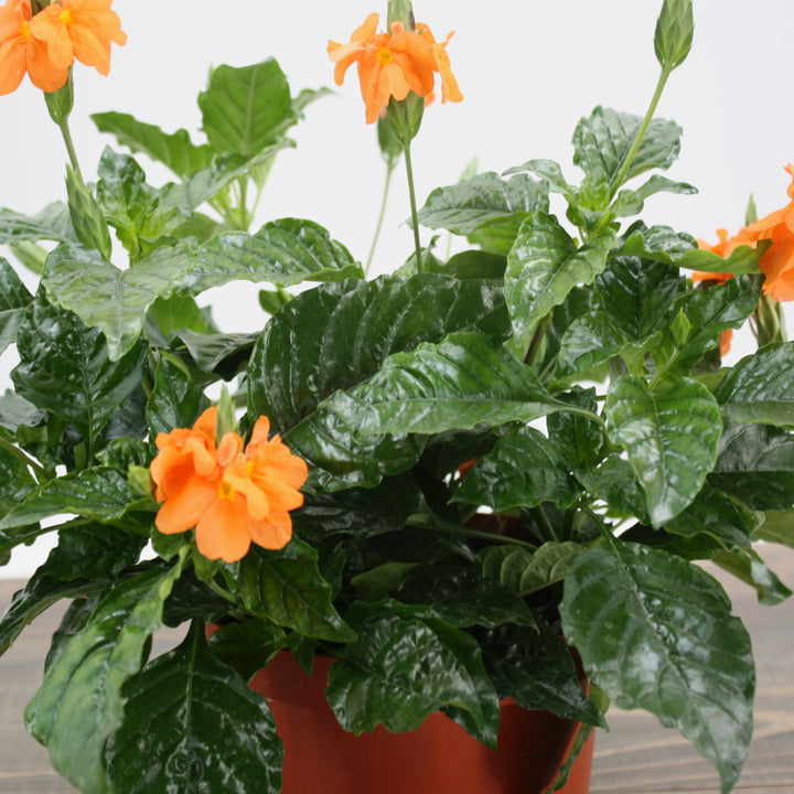 Crossandra infundibuliformis 'Sundance' Firecracker Flower, 4 Inch Houseplant