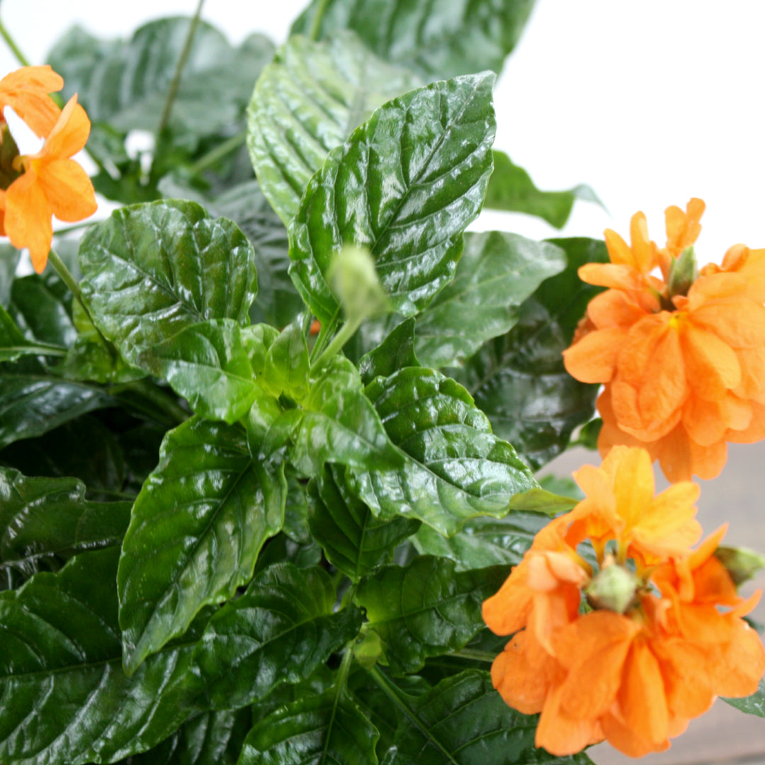 Crossandra infundibuliformis 'Sundance' Firecracker Flower, 4 Inch Houseplant