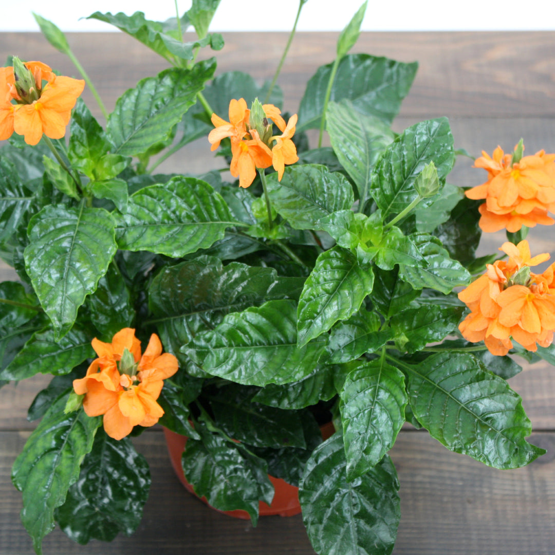 Crossandra infundibuliformis 'Sundance' Firecracker Flower, 4 Inch Houseplant