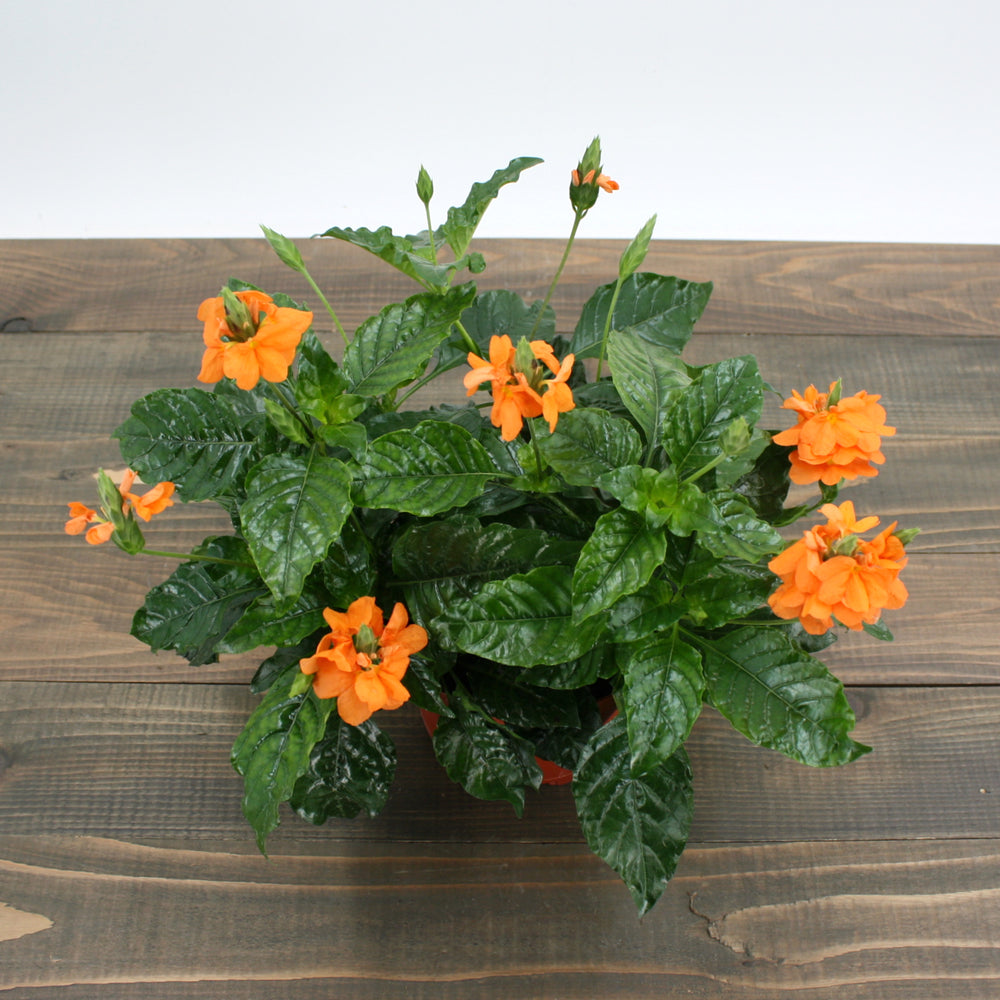 Crossandra infundibuliformis 'Sundance' Firecracker Flower, 4 Inch Houseplant