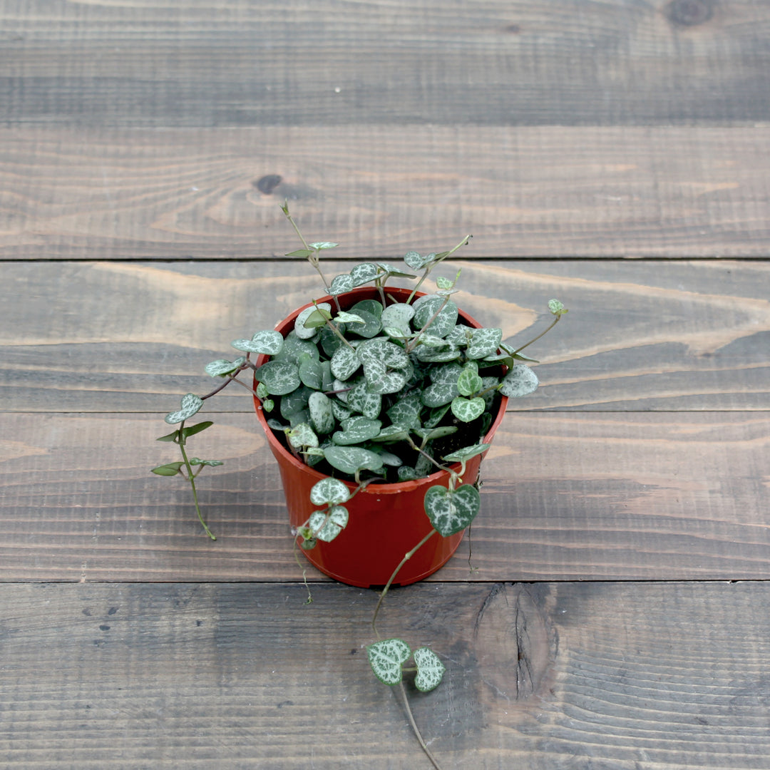 Ceropegia woodii String of Hearts, 4 Inch Houseplant