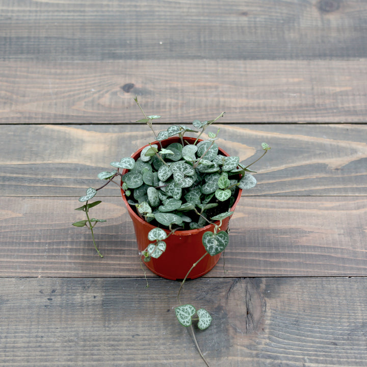 Ceropegia woodii String of Hearts, 4 Inch Houseplant