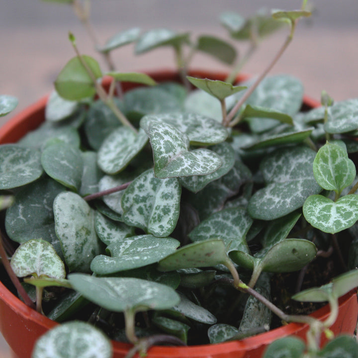Ceropegia woodii String of Hearts, 4 Inch Houseplant