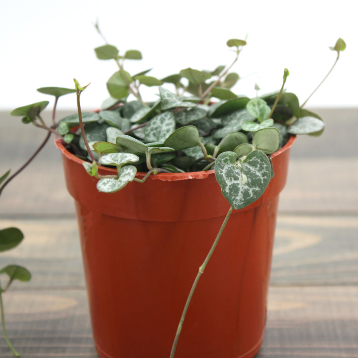 Ceropegia woodii String of Hearts, 4 Inch Houseplant
