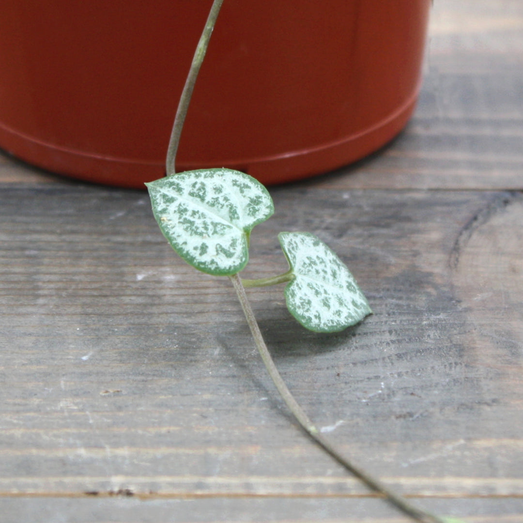 Ceropegia woodii String of Hearts, 4 Inch Houseplant