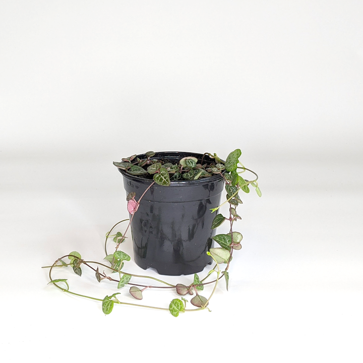 Ceropegia woodii String of Hearts, 4 Inch Houseplant