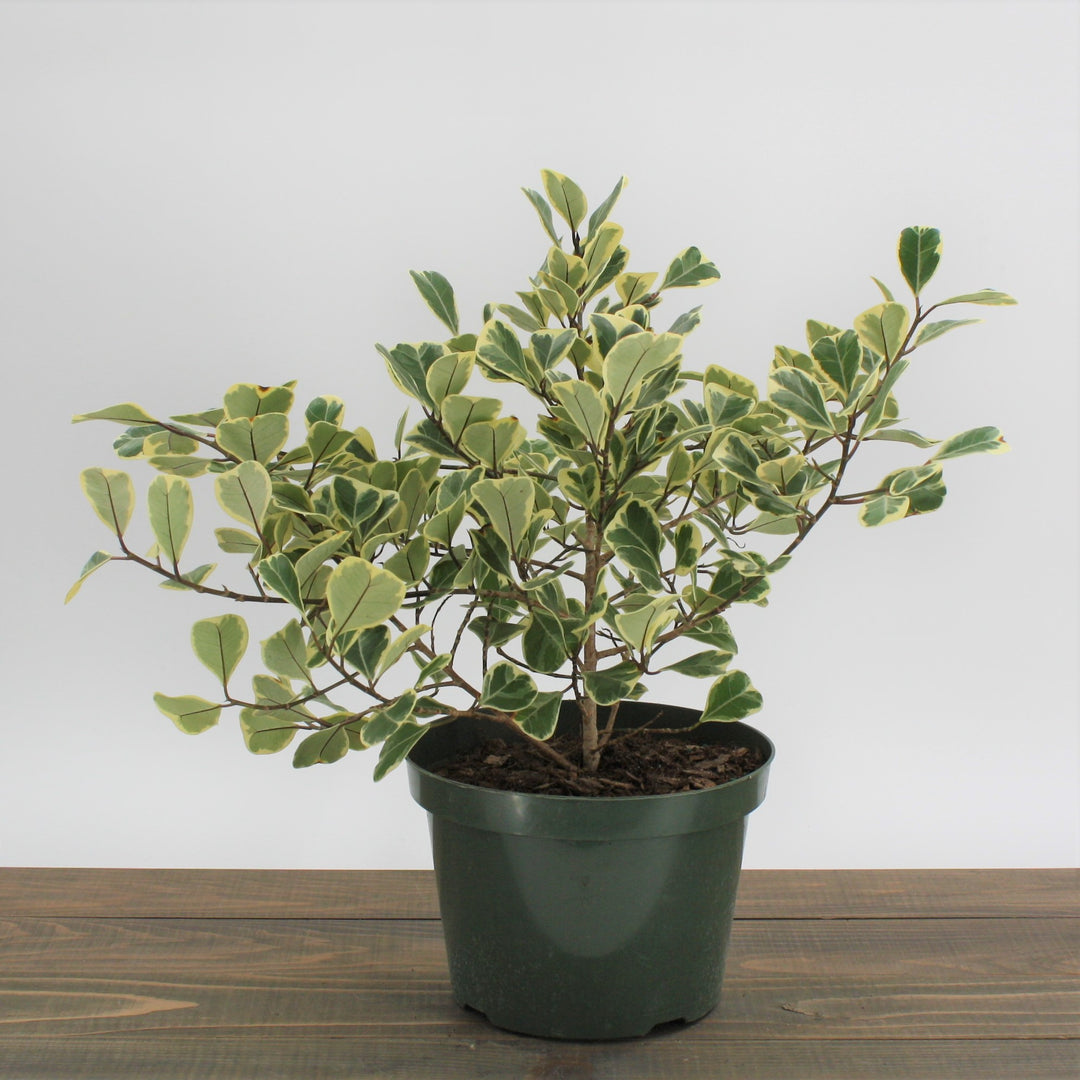 Ficus triangularis 'Variegata' Variegated Triangle Ficus, 8 Inch Houseplant