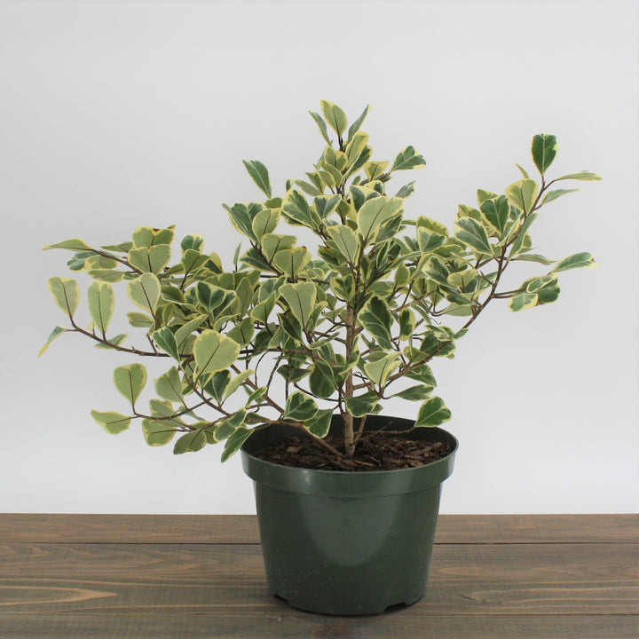 Ficus triangularis 'Variegata' Variegated Triangle Ficus, 8 Inch Houseplant
