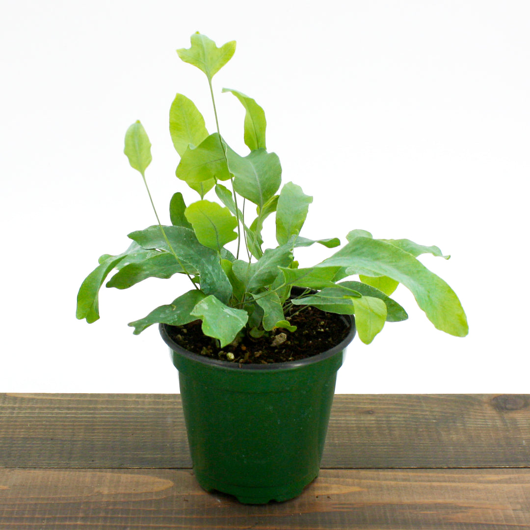 Phlebodium pseudoaureum 'Blue Star' Virginia Blue Fern, 4 Inch Houseplant