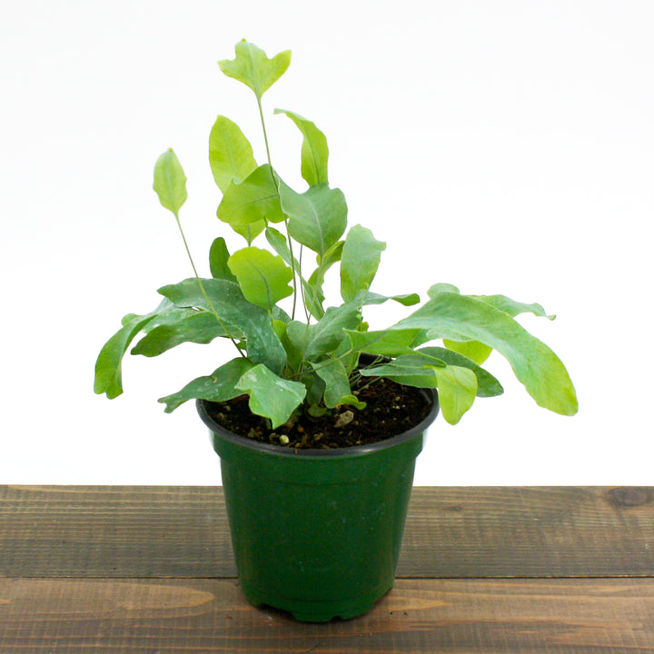 Phlebodium pseudoaureum 'Blue Star' Virginia Blue Fern, 4 Inch Houseplant
