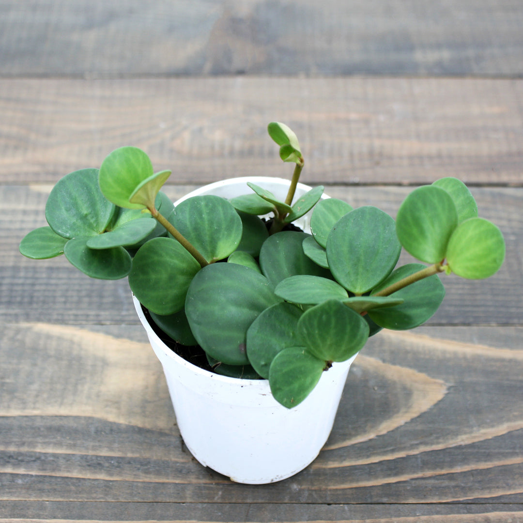 Peperomia tetraphylla 'Hope' Peperomia, 4 Inch Houseplant