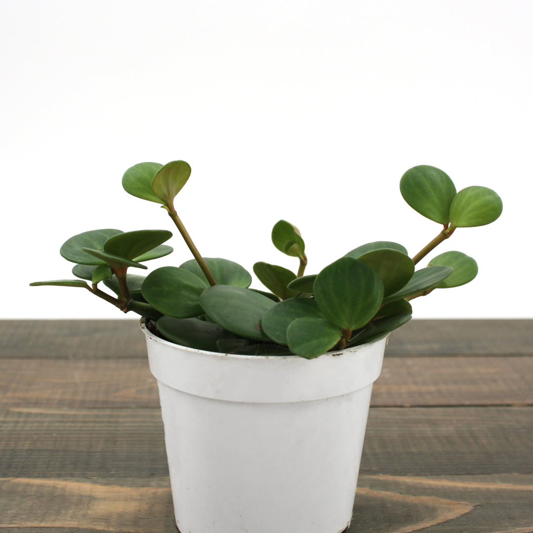 Peperomia tetraphylla 'Hope' Peperomia, 4 Inch Houseplant