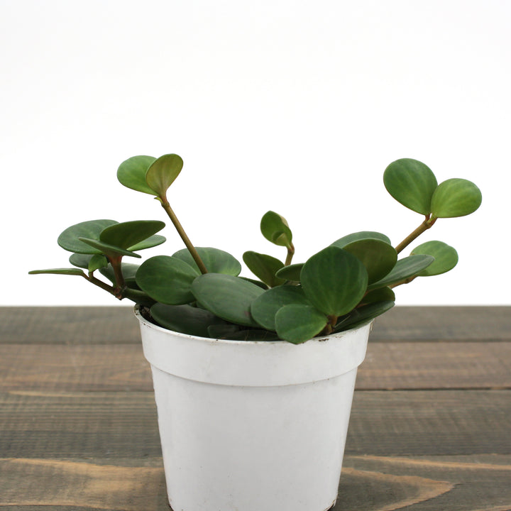 Peperomia tetraphylla 'Hope' Peperomia, 4 Inch Houseplant