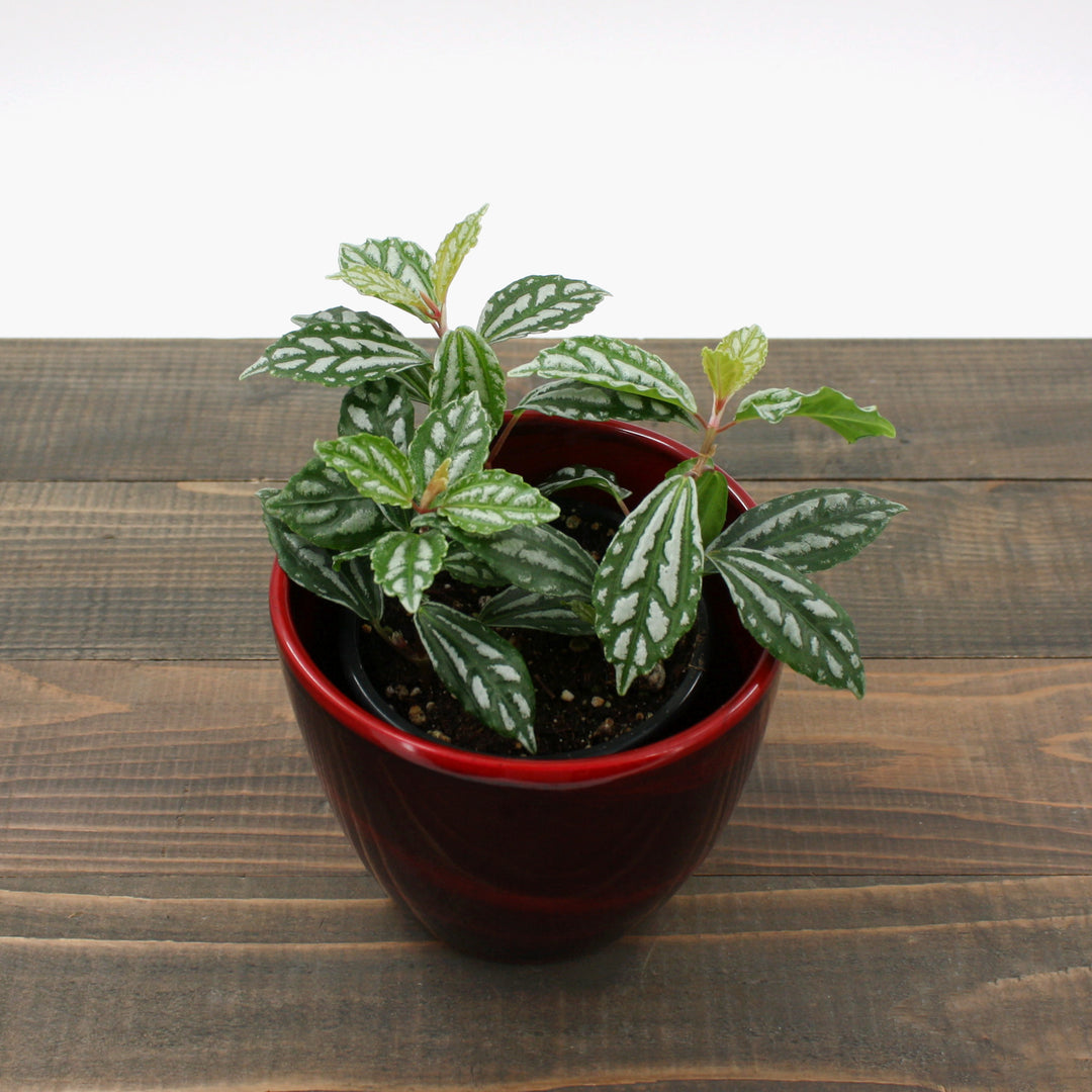 Pilea cadierei Aluminum Plant, 4 Inch Houseplant