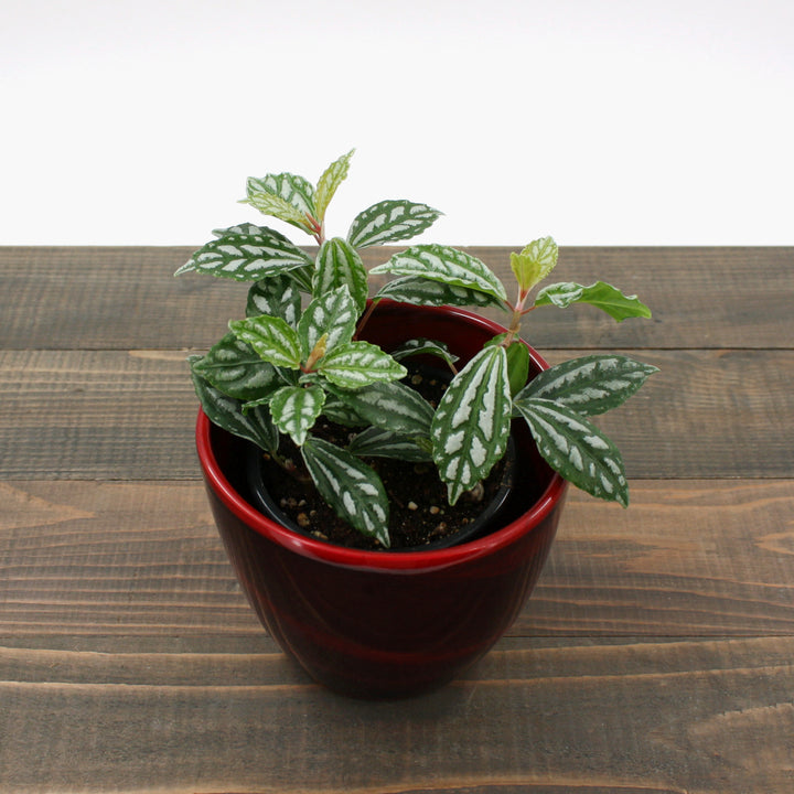 Pilea cadierei Aluminum Plant, 4 Inch Houseplant