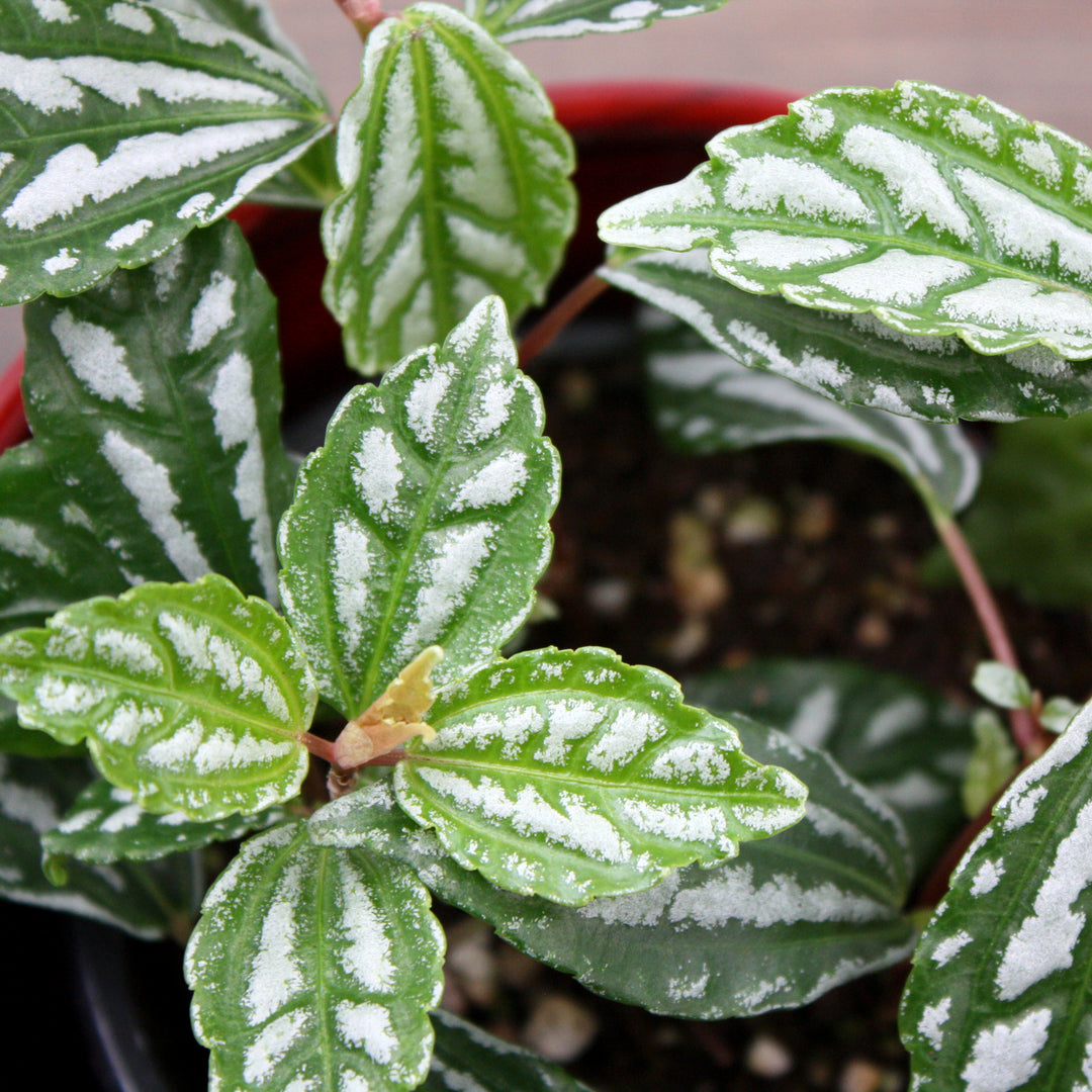 Pilea cadierei Aluminum Plant, 4 Inch Houseplant