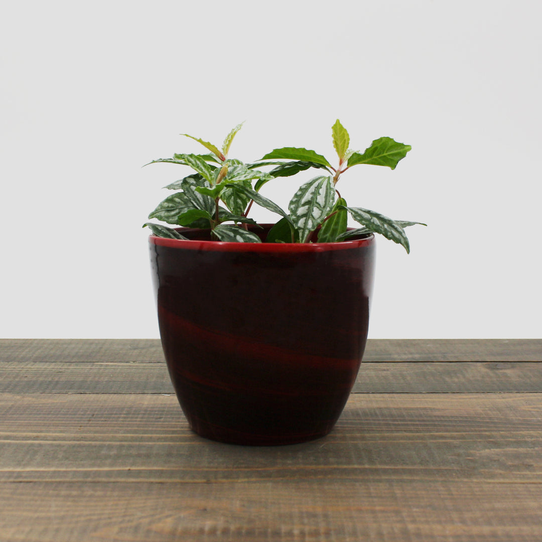 Pilea cadierei Aluminum Plant, 4 Inch Houseplant