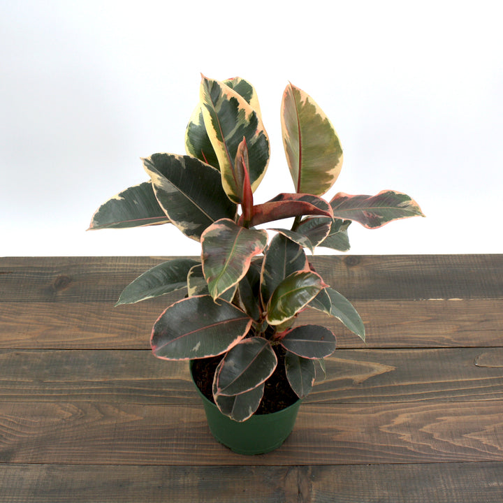 Ficus elastica 'Tineke' Rubber Plant, 6 Inch Houseplant