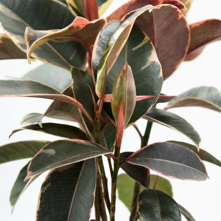 Ficus elastica 'Tineke' Rubber Plant, 6 Inch Houseplant