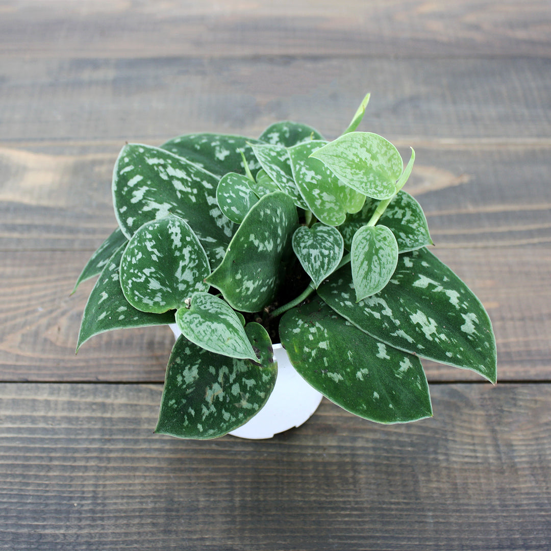 Scindapsus aureum 'Satin' Pothos, 4 Inch Houseplant