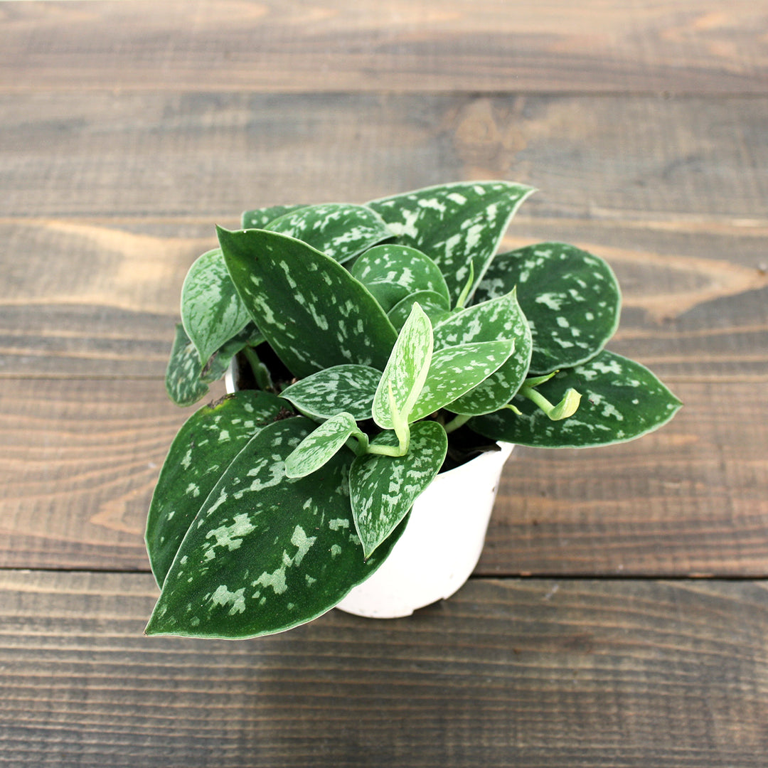 Scindapsus aureum 'Satin' Pothos, 4 Inch Houseplant
