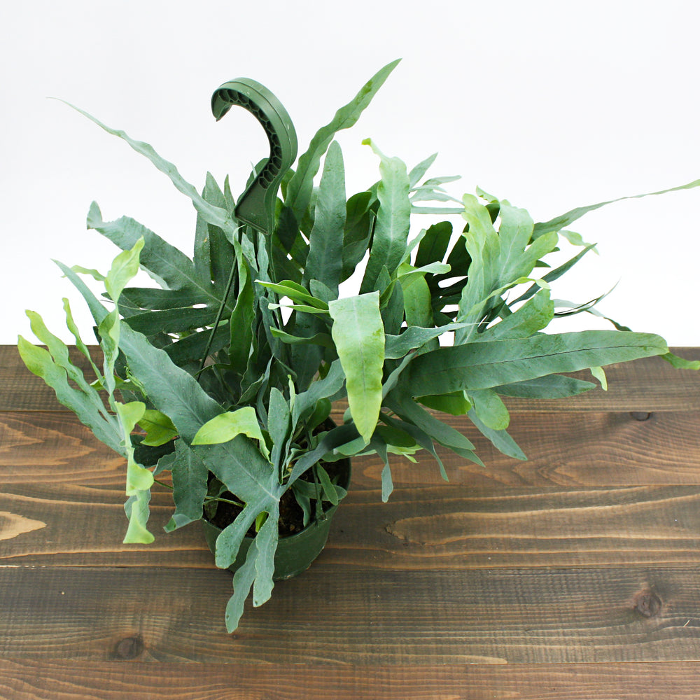 Phlebodium pseudoaureum 'Blue Star' Virginia Blue Fern, 6 Inch Houseplant