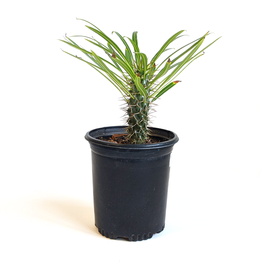 Pachypodium lamerei Madagascar Palm, 6 Inch Houseplant