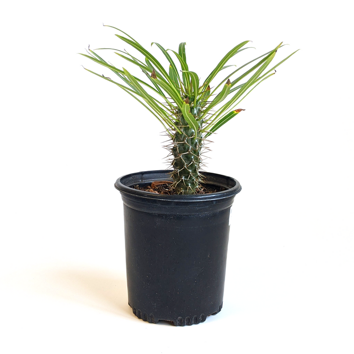 Pachypodium lamerei Madagascar Palm, 6 Inch Houseplant