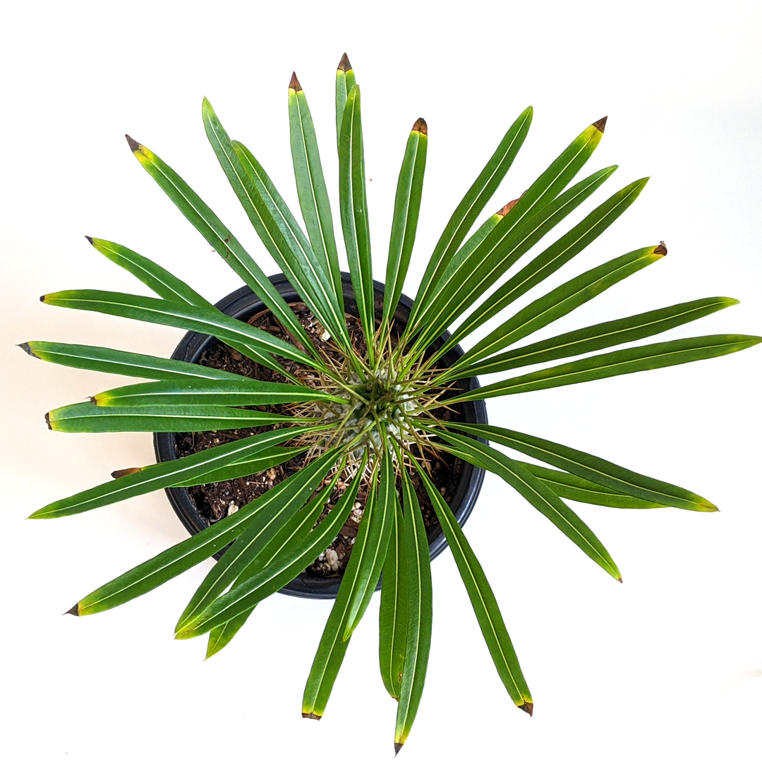 Pachypodium lamerei Madagascar Palm, 6 Inch Houseplant