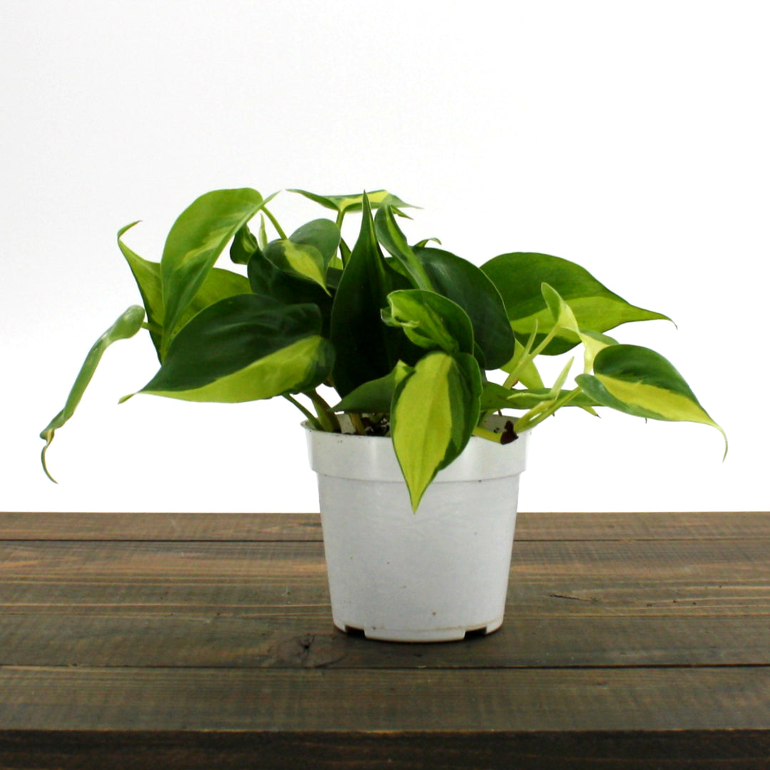 Philodendron hederaceum 'Brasil' Heartleaf Philodendron, 4 Inch Houseplant