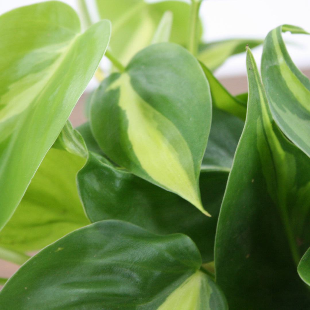 Philodendron hederaceum 'Brasil' Heartleaf Philodendron, 4 Inch Houseplant