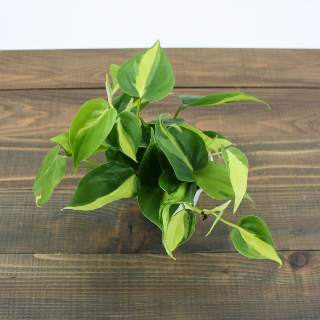 Philodendron hederaceum 'Brasil' Heartleaf Philodendron, 4 Inch Houseplant