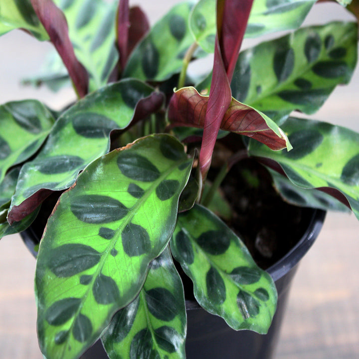 Calathea lancifolia Rattlesnake Plant, 4 Inch Houseplant
