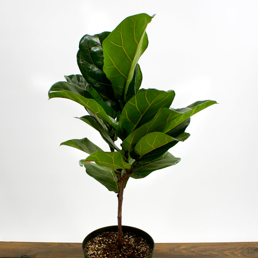 Ficus lyrata Fiddle Leaf Fig, 8 Inch Houseplant