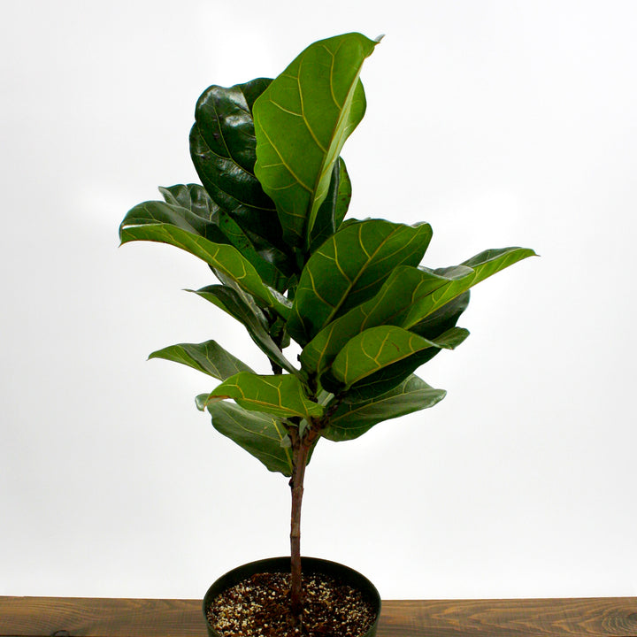 Ficus lyrata Fiddle Leaf Fig, 8 Inch Houseplant